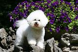 BICHON FRISE 526